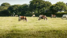 Mi juillet, une des prairies était encore verdoyante. Mais depuis le début du mois, les pâtures souffrent du manque d’eau.