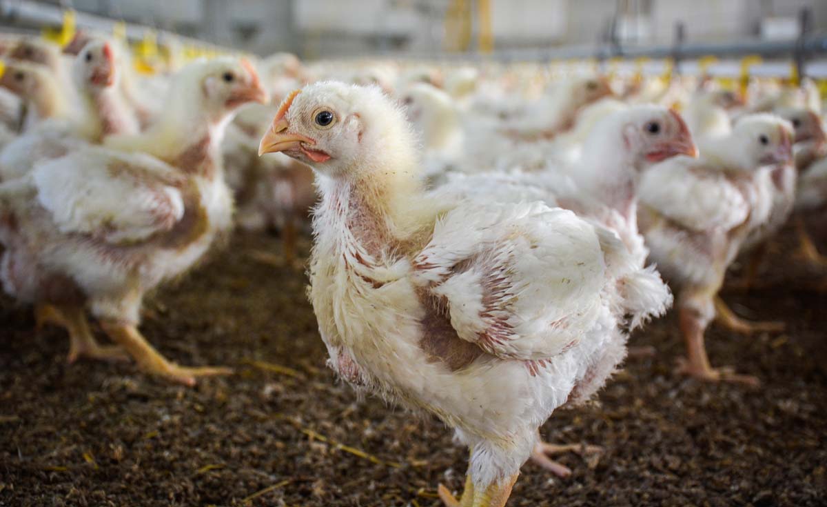 volaille-poulet - Illustration Aviculture : à la reconquête du marché national