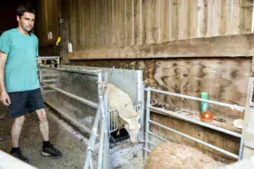 Avec un quai d’embarquement intégré au couloir de contention où les 500 brebis et leurs produits sont habitués à passer régulièrement, « le chargement des animaux est plus rapide », témoigne Thomas Courcier.