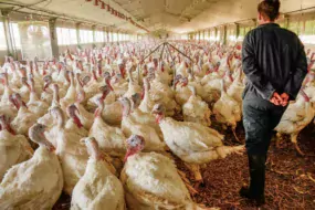 Les éleveurs du Nord produisent de la dinde lourde en incorporant des céréales à l’aliment à hauteur de 30 % à l’âge de 65 jours.