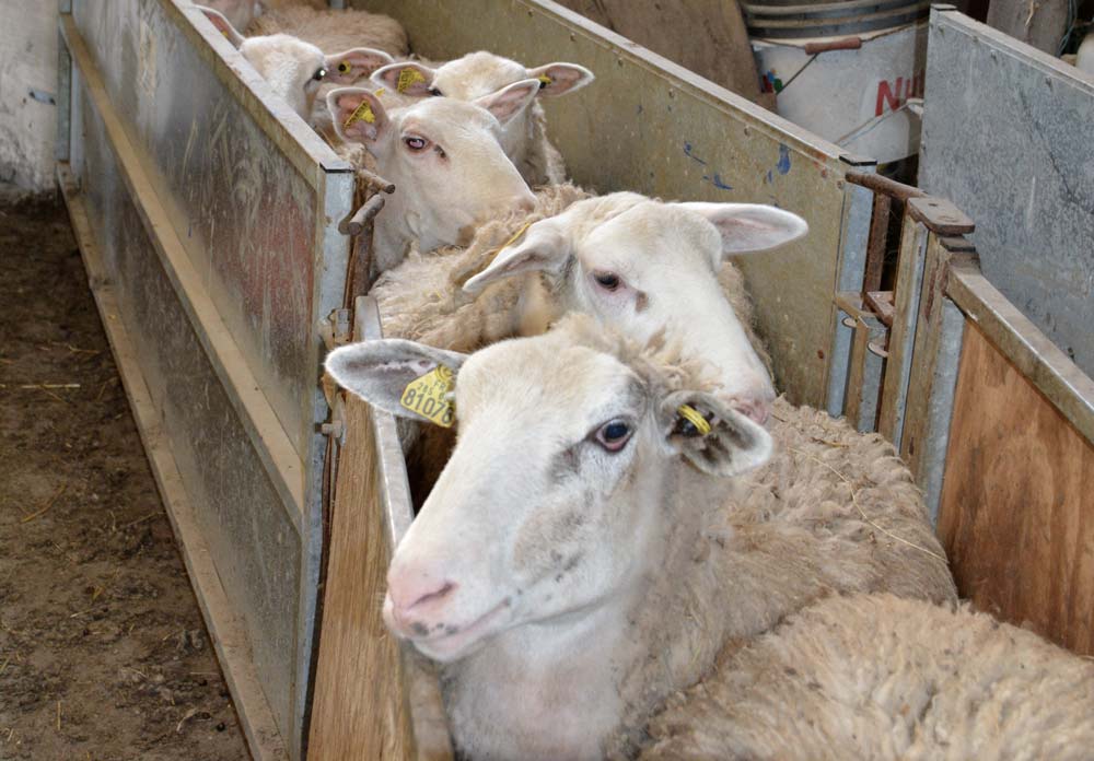 Le poids des agnelles à la première mise à la reproduction reste l’un des principaux facteurs de variation de la fertilité. - Illustration Peser les agnelles pour une meilleure fertilité
