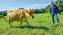 En moyenne, les vaches laitières d’Yvon Cras ont une longue carrière : elles font 7 lactations.