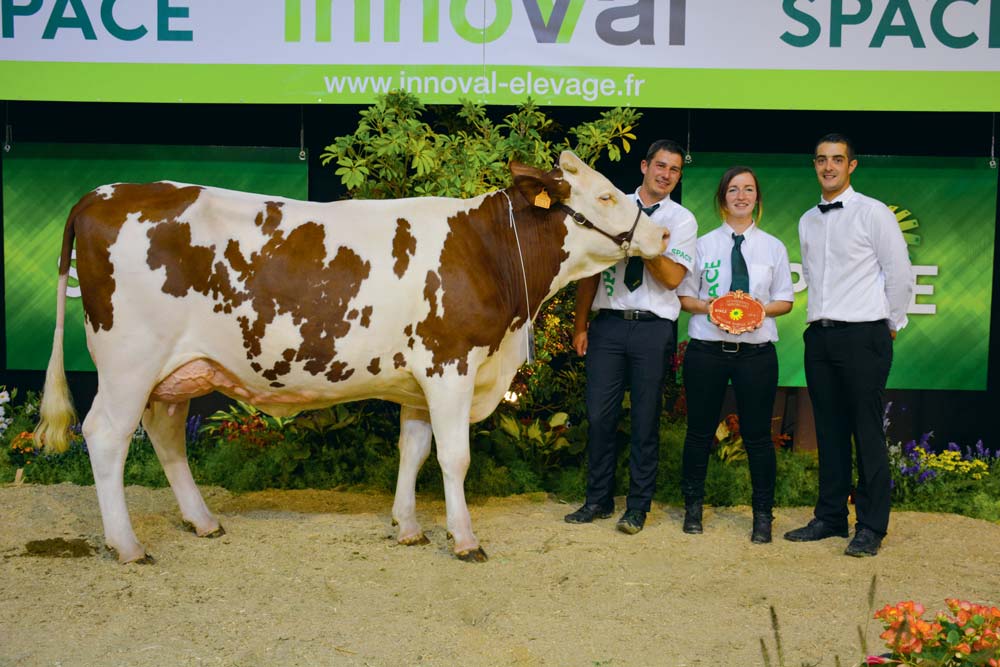 Maética une vache en 1re lactation, appartenant au Gaec Le Febvrier aux Forges (56), a remporté sa section ainsi que le prix de Meilleure mamelle jeune du concours - Illustration Montbéliarde au Space 2018 : La meilleure mamelle jeune pour la morbihannaise Maética