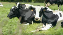 Valoriser les prairies en foin, ensilage, pâturage, établir des rotations d’assolement pour la maîtrise sanitaire des cultures et des sols nécessitent une forte technicité.