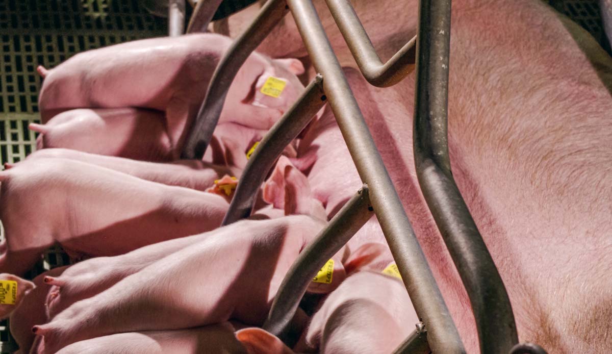 Portee-porc-truie - Illustration Herta, Bigard et Evel’Up contractualisent sur 2000 porcs/semaine