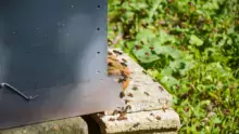 abeille-apiculture