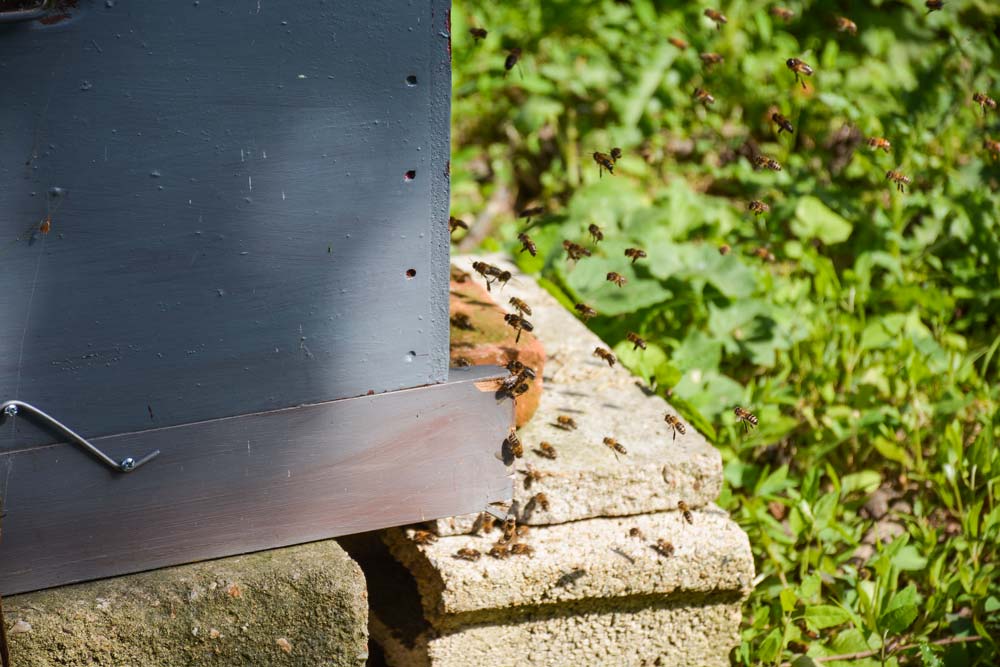 abeille-apiculture - Illustration Apiculture : Pour une meilleure répartition des aides