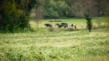 herbe-fauchee-ensilage-vaches-colza