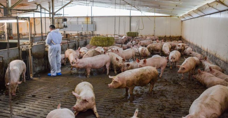 Porc De La Soupe A La Luzerne Journal Paysan Breton