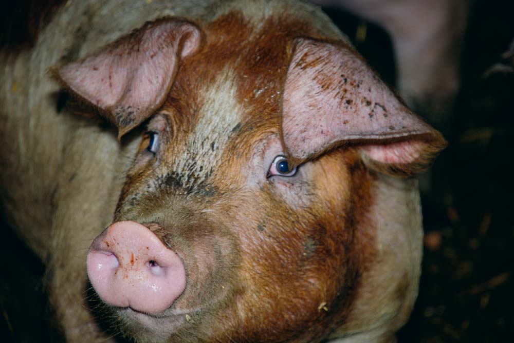La viande de porc polonaise ne devrait pas innonder le monde européen à court ou moyen terme. - Illustration Le porc polonais, un colosse aux pieds d’argile