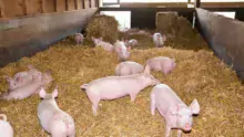 Cinq éleveurs sont engagés dans la démarche Le Porc Authentique, élevé sur paille (photo archives). Ils livrent dans 35 boucheries charcuterie des Côtes d'Armor. Le réseau Cohérence, qui assure le respect du cahier des charges, cherche des producteurs sur le Morbihan.