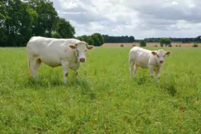 Un marché encombré par la sécheresse et des consommateurs toujours plus attirés par le haché génèrent une forte tension sur les prix des bovins.