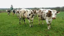 Si les vaches ont un accès libre au bâtiment la nuit, d’ici quinze jours, elles resteront en stabulation pour passer l’hiver.