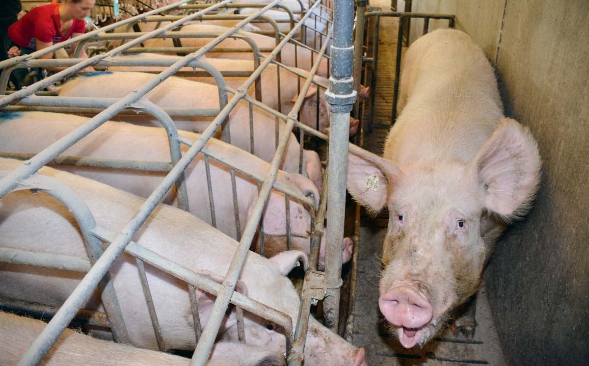 Une-dossier-porc - Illustration Semence et insémination en production porcine