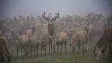 Tous les cerfs vivent ensemble dans un seul et même groupe de 170 individus, sur une trentaine d'hectares.