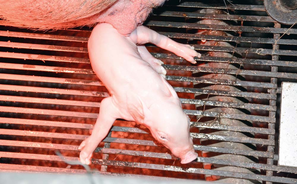 Avant le bâtiment, c'est le savoir-faire de l'éleveur (suivi des truies et des portées) qui joue un rôle essentiel pour améliorer la survie des porcelets en maternité. - Illustration Porc : Un taux de perte trop élevé en maternité