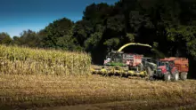 Dans un contexte de réchauffement climatique, l’herbe en Bretagne devrait bénéficier d’une pousse précoce et vigoureuse en sortie d’hiver. Mais son développement annoncé difficile en été fera du maïs une plante fourragère bien adaptée aux enjeux alimentaires des exploitations laitières.