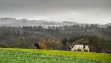 Selon le scénario de l’Iddri, l’élevage garde sa place, avec une diminution de 40 % des gaz à effet de serre.