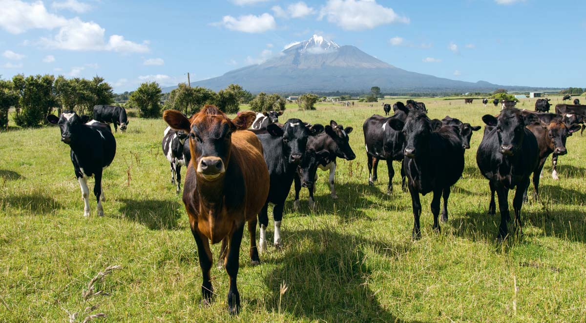 La filière laitière demeure un pilier de l’économie néozélandaise. - Illustration La filière laitière marque le pas en Nouvelle-Zélande