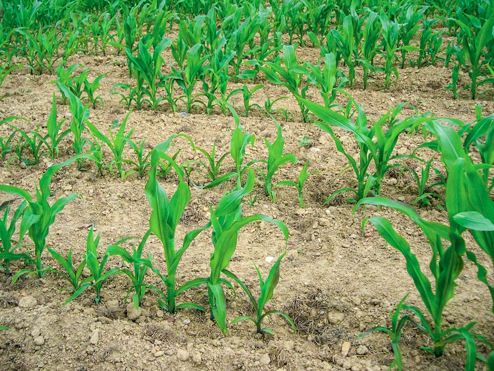  - Illustration Maïs : la préparation du sol et semis est une étape essentielle