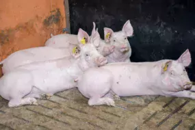 Sociabilisés à 6 jours, les porcelets ne se battent pas au sevrage. Les blessures et leurs conséquences sont moindres.