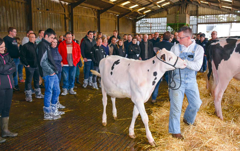 Présentation individuelle des meilleures vaches et génisses. - Illustration La qualité des mamelles en exergue à l’EARL de Bretier