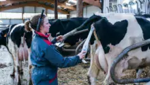 Grâce à son pistolet-caméra, Gabrielle Le Dantec insémine rapidement en s’assurant que la semence a bien passé le col, et ce, sans avoir besoin de passer son autre bras dans le rectum de l’animal.