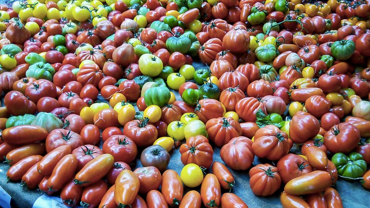tomate-mexique - Illustration Les États-Unis vont se retirer d’un accord sur les importations de tomates mexicaines