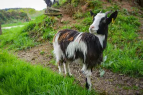 Laëtitia Benoît élève une soixantaine de Chèvres des Fossés à Berrien. Tout le lait est transformé et vendu à la ferme.