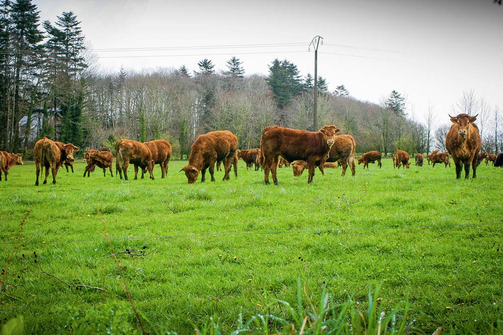  - Illustration Les eurodéputés inquiets de l’avenir de la filière viande bovine