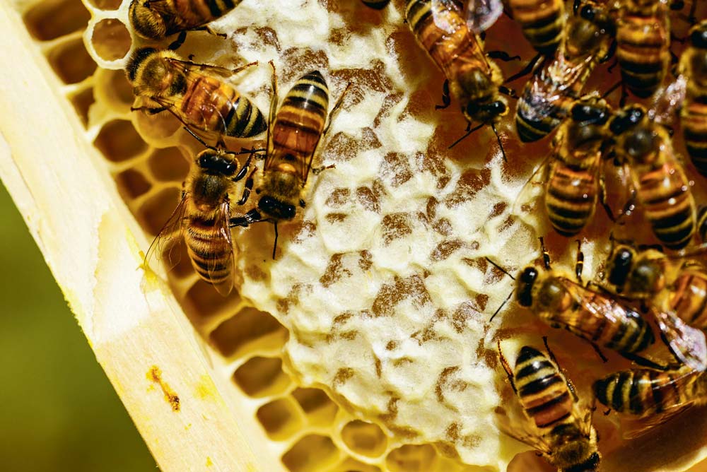  - Illustration Le plan de la filière apicole attendu en fin de semaine