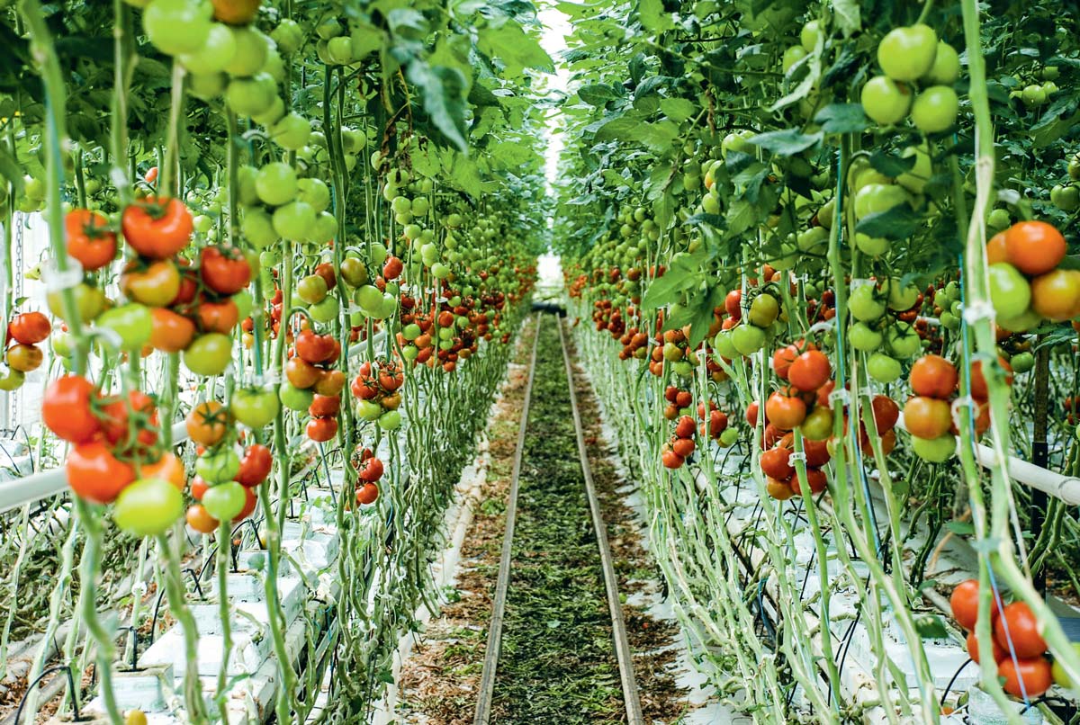  - Illustration Des importations “massives” de tomates dénoncées