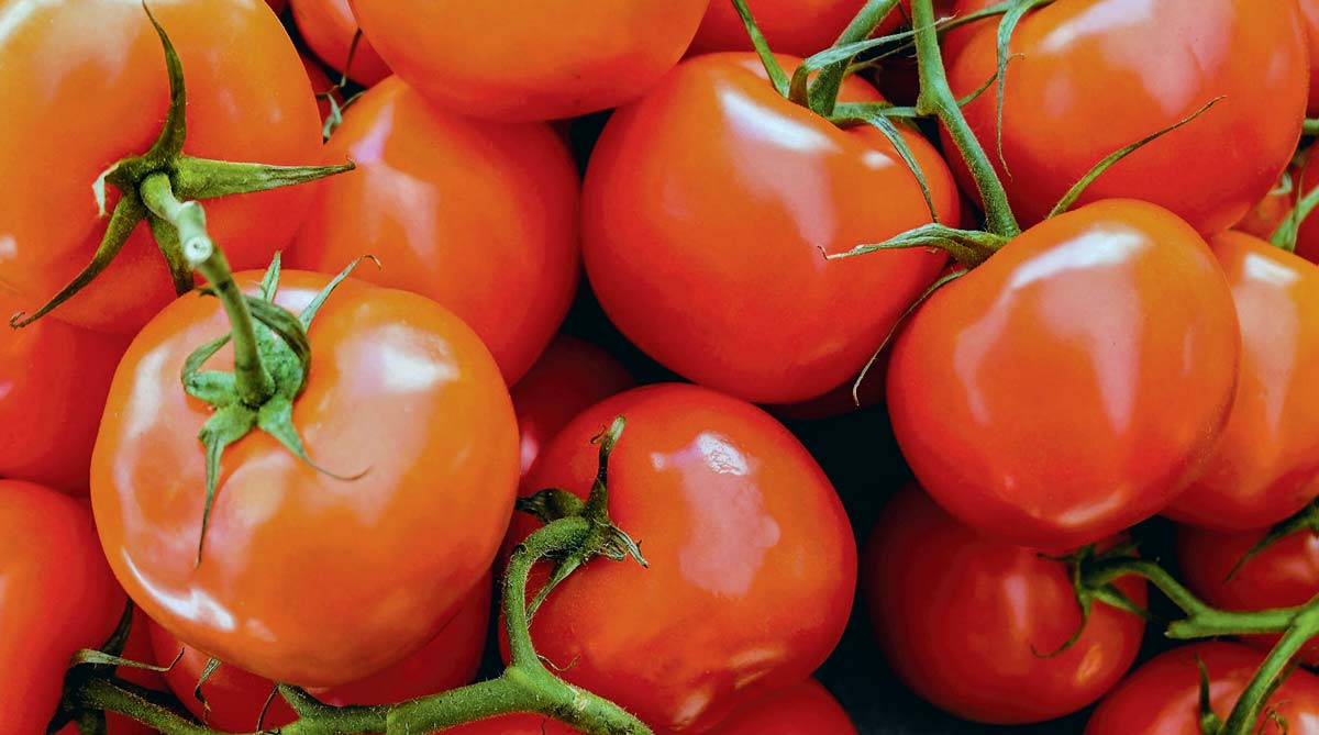  - Illustration Tomates : Stop aux importations