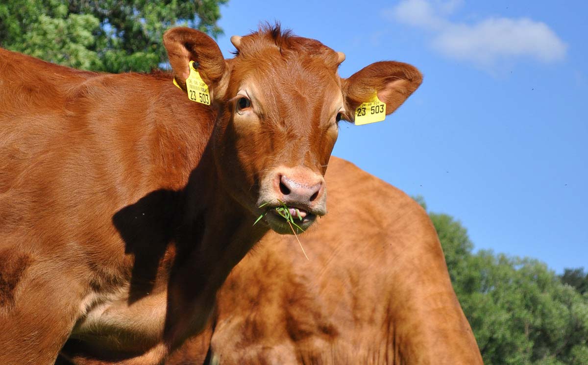  - Illustration Viande bovine : l’Inao examinera le nouveau cahier des charges label rouge fin janvier