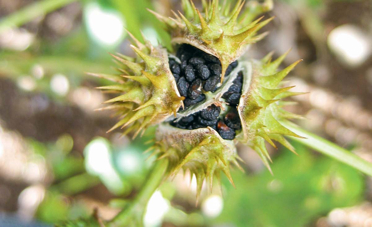  - Illustration S’attaquer aux foyers de plantes invasives