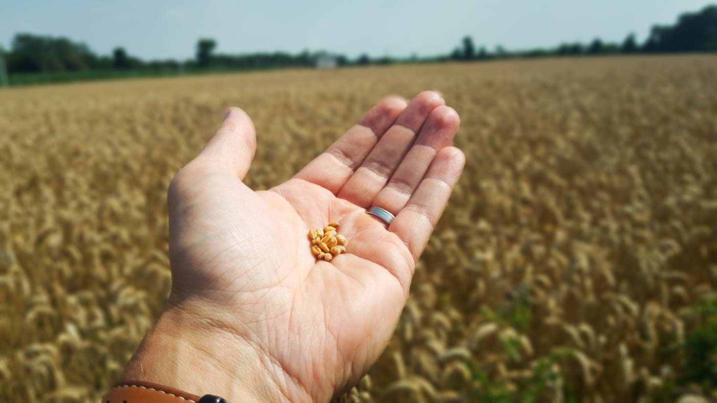  - Illustration Qualité du blé : la récolte 2019 aussi bien classée que l’an dernier