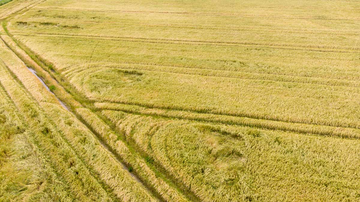  - Illustration Canicule : l’orge de printemps a le plus souffert dans l’UE