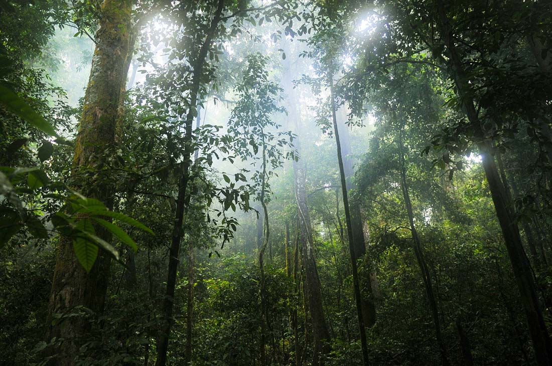  - Illustration Rognées, les forêts tropicales n’ont presque plus d’effet positif sur le climat