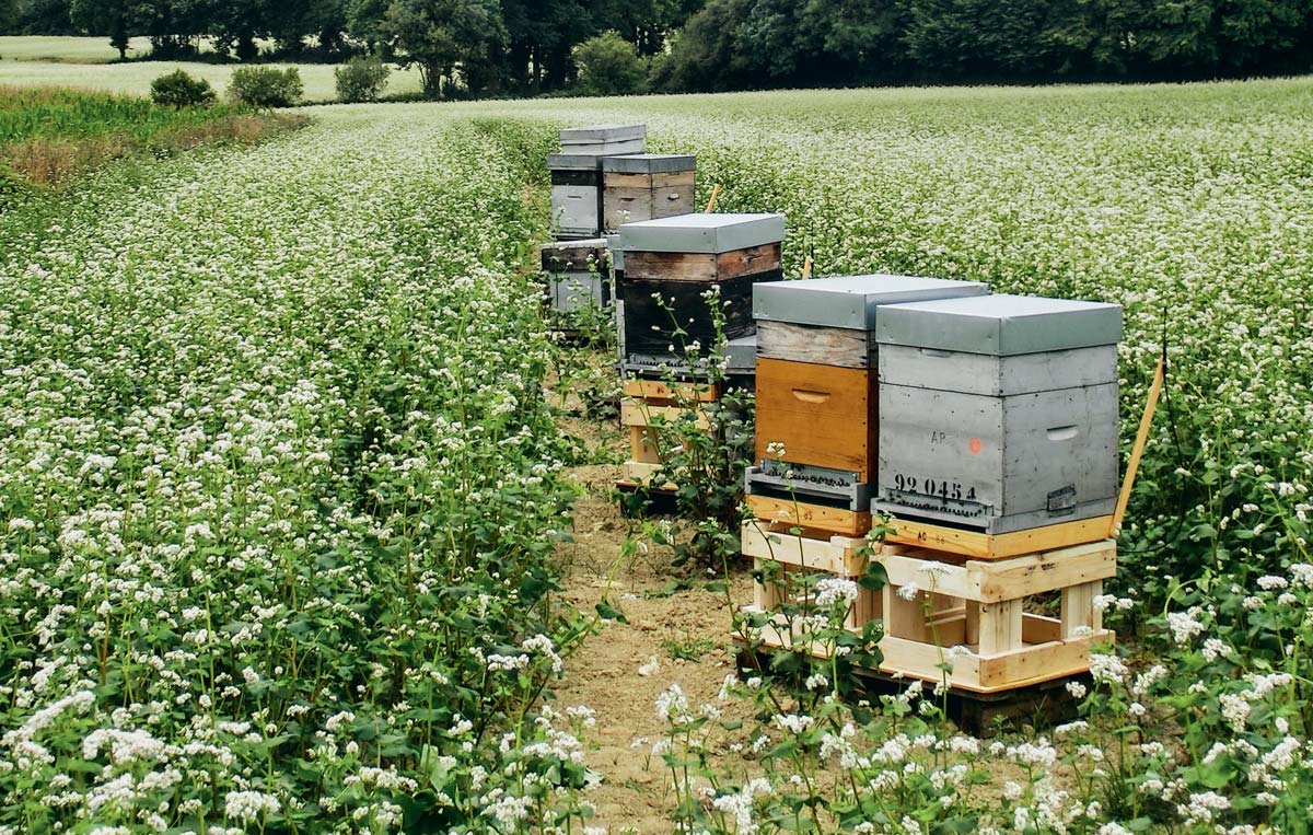  - Illustration La récolte du miel d’été prévue fin juillet et début septembre
