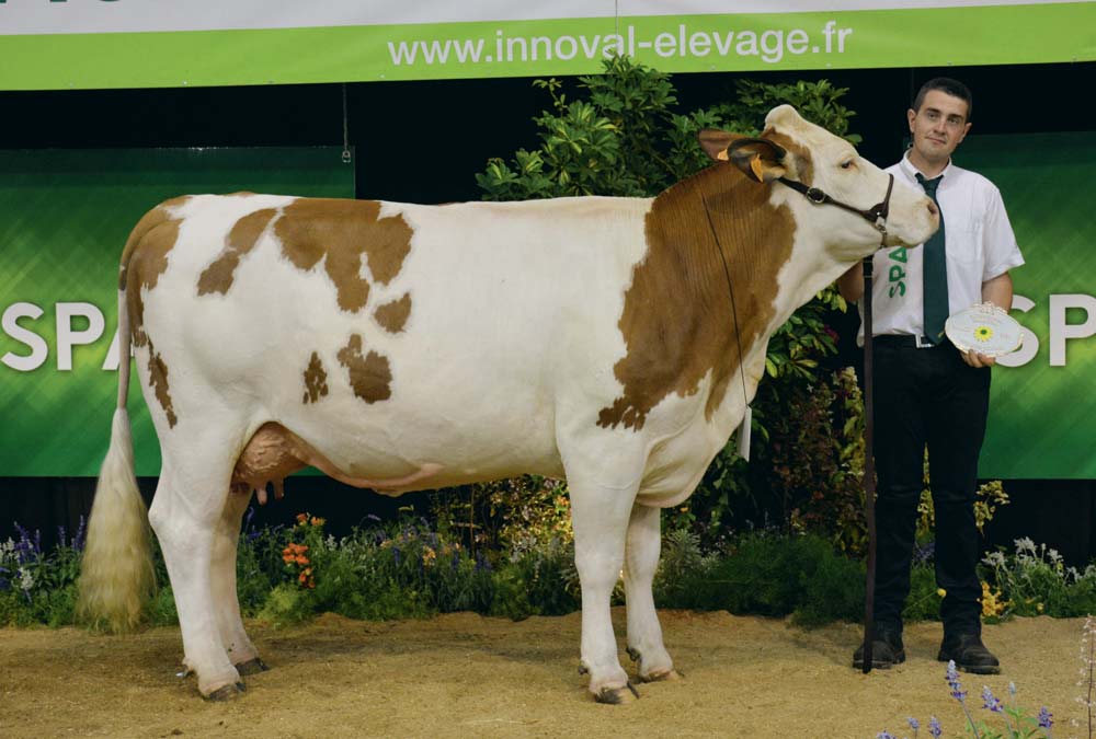  - Illustration Simmental au Space : Quand Marmotte devient la mascotte