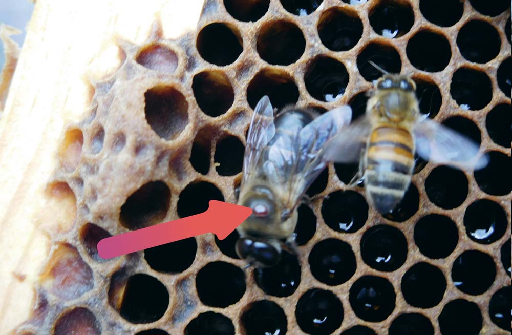  - Illustration Apiculture : Préparer la prochaine saison