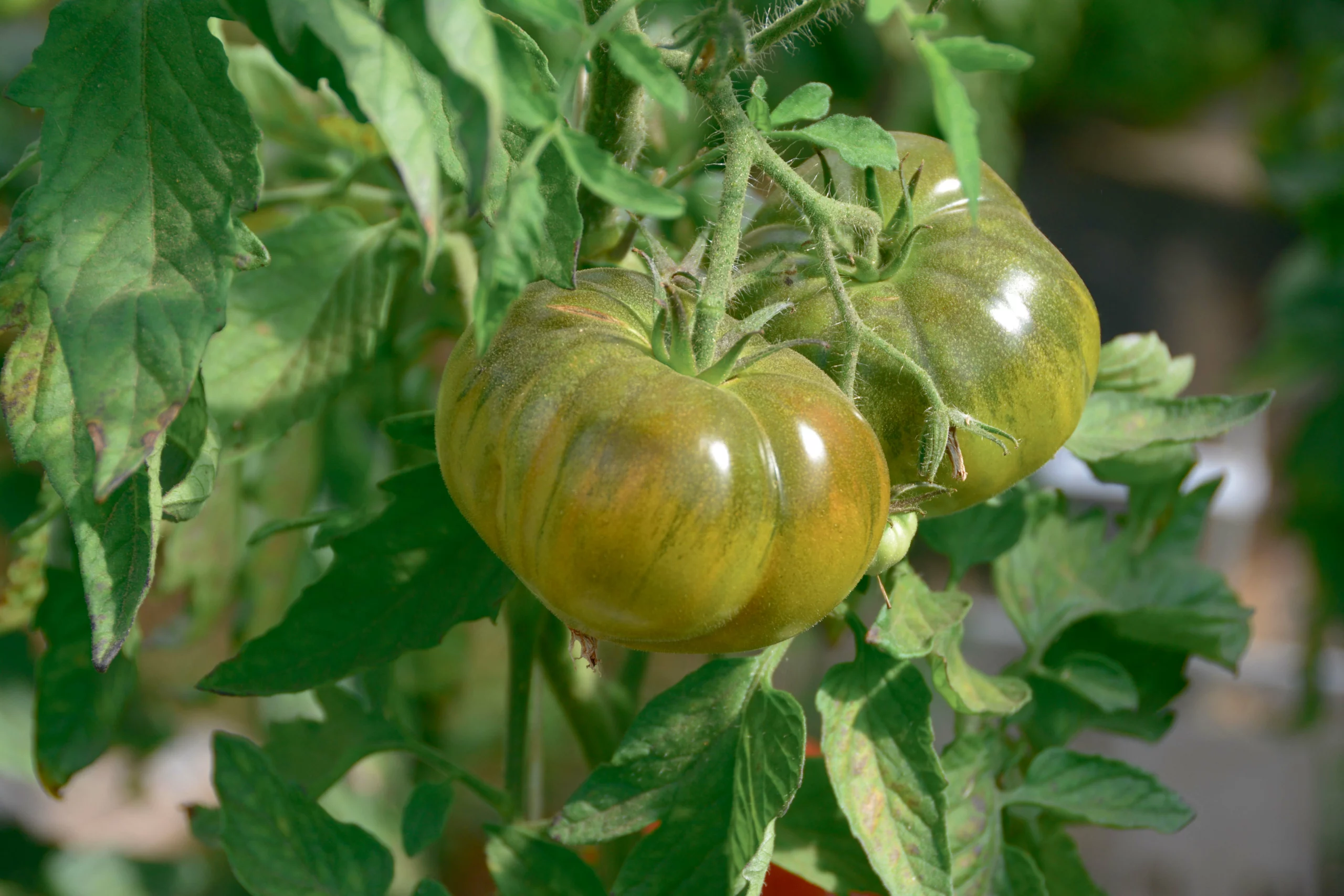  - Illustration Trouver les variétés de tomate adaptées à la bio