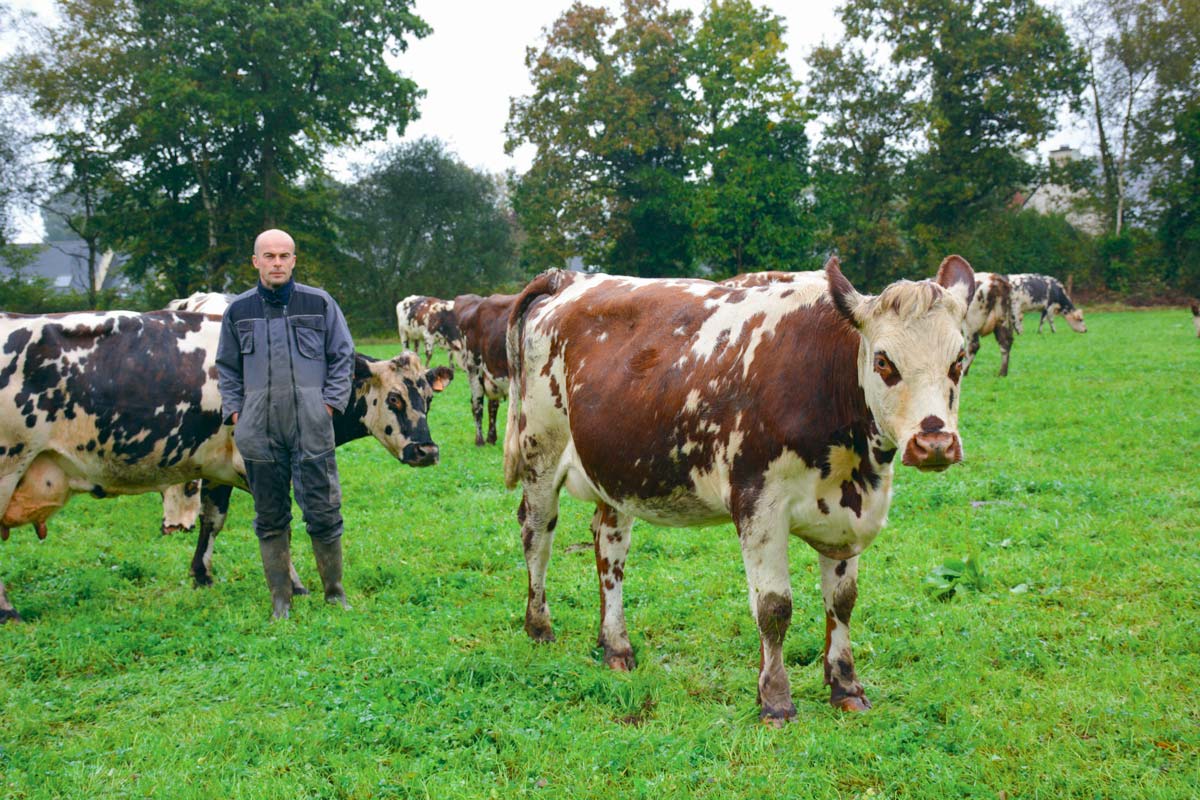  - Illustration Un âge moyen au 1er vêlage de 25 mois en Normande