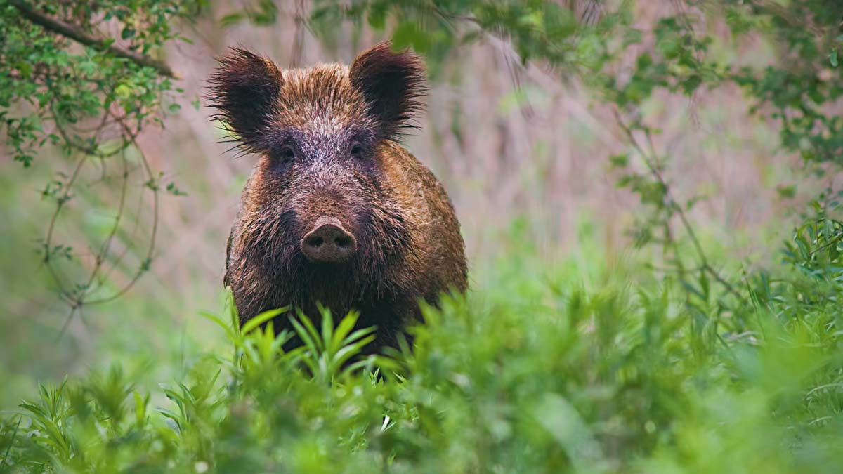  - Illustration Un zonage régional en 2020 en cas de peste porcine