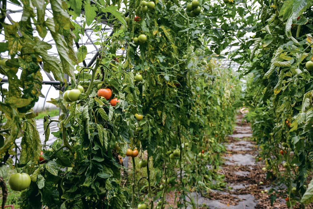  - Illustration La ville de Vannes produit des légumes