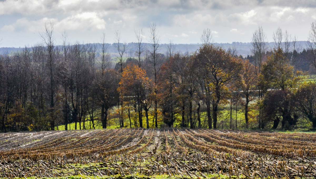  - Illustration Un «green deal» européen aux accents agricoles