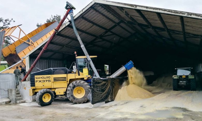 Un maïs grain humide bien conservé dans un ancien poulailler 