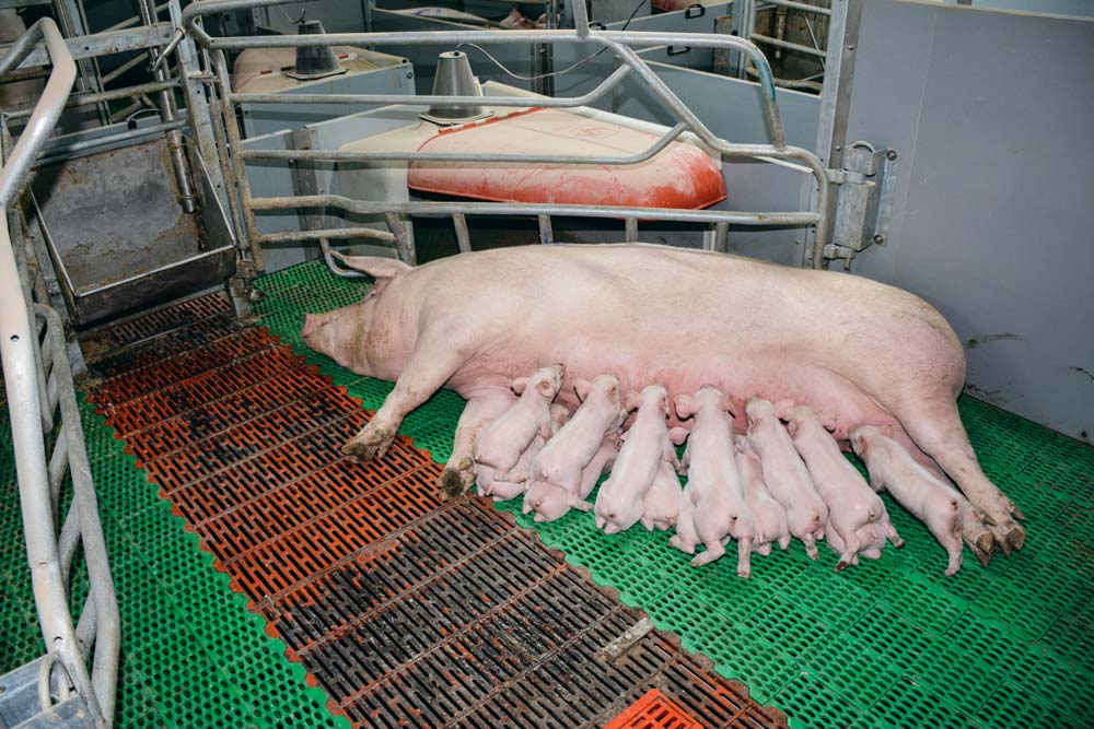  - Illustration La FNP n’admettra pas que le prix du porc français reste en queue du peloton européen