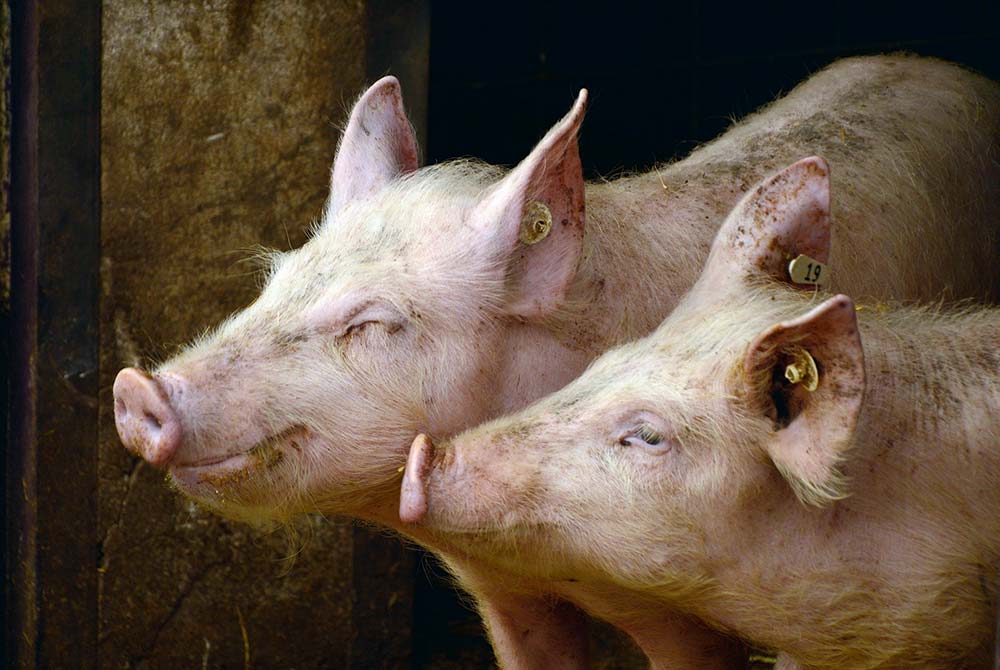  - Illustration Baisse des cours en Allemagne, appel à la mobilisation générale pour la valorisation du Porc Français