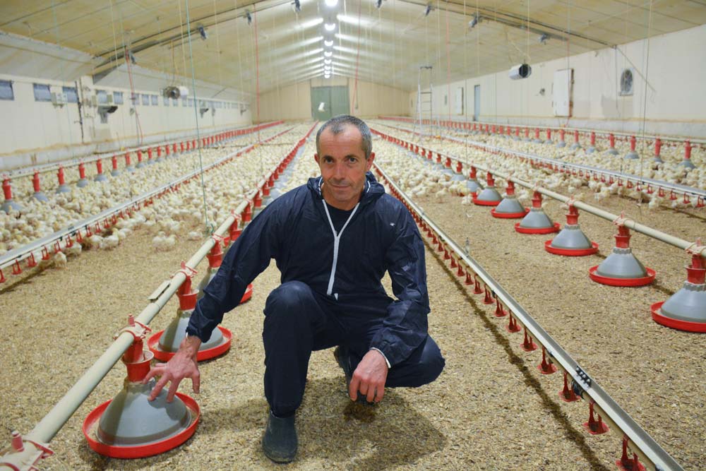  - Illustration Le poulet export passe en souche rustique